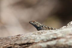 Sceloporus occidentalis taylori