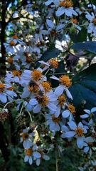 Montanoa leucantha