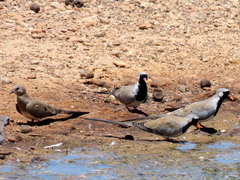 Oena capensis capensis