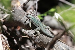 Sceloporus occidentalis taylori