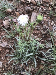 Chaenactis stevioides