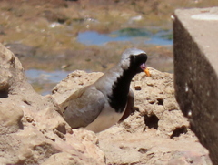 Oena capensis capensis
