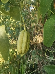 Aristolochia taliscana