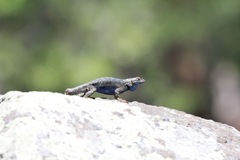 Sceloporus occidentalis taylori