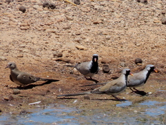 Oena capensis capensis