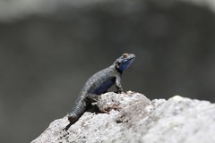 Sceloporus occidentalis taylori