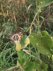 Aristolochia taliscana