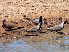 Oena capensis capensis