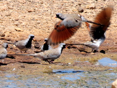 Oena capensis capensis