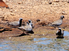 Oena capensis capensis