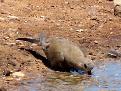 Oena capensis capensis