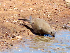 Oena capensis capensis