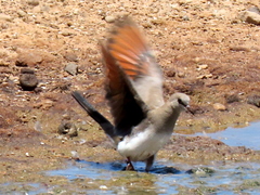 Oena capensis capensis
