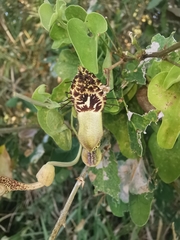 Aristolochia taliscana