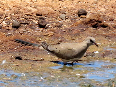 Oena capensis capensis