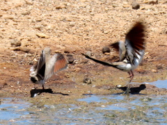 Oena capensis capensis
