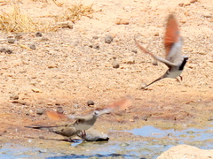 Oena capensis capensis