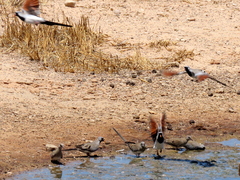 Oena capensis capensis