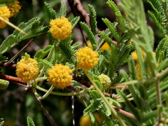 Vachellia erioloba