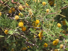 Vachellia erioloba
