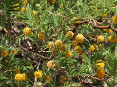 Vachellia erioloba