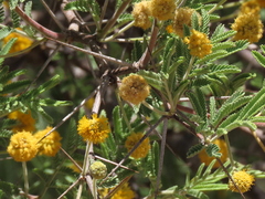 Vachellia erioloba
