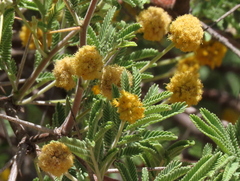 Vachellia erioloba