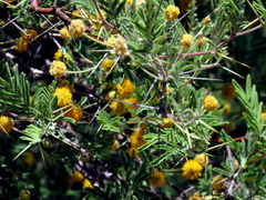 Vachellia erioloba