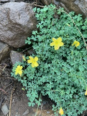 Oxalis californica