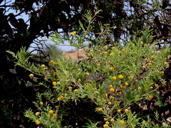 Vachellia erioloba