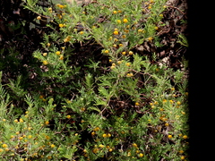 Vachellia erioloba