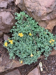 Oxalis californica