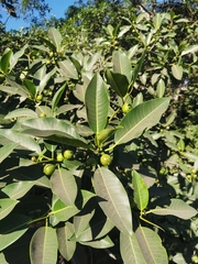Ficus insipida