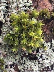 Nyholmiella obtusifolia