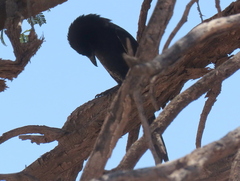 Dicrurus adsimilis apivorus