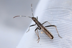 Micrelytra fossularum