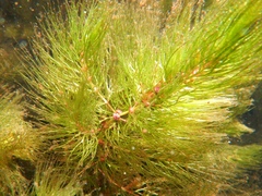 Ceratophyllum demersum
