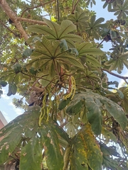 Cecropia obtusifolia