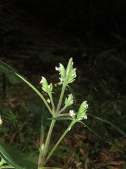 Lepidagathis formosensis