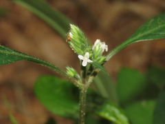 Lepidagathis formosensis