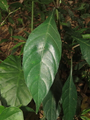 Lepidagathis formosensis