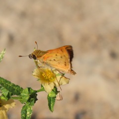 Hylephila phyleus phyleus