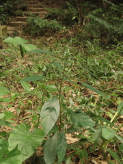 Lepidagathis formosensis