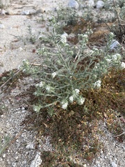 Johnstonella angustifolia