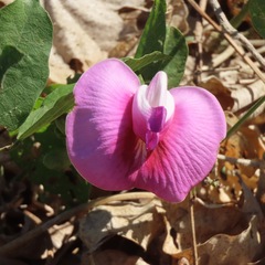 Centrosema pubescens