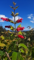 Salvia karwinskii