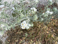 Johnstonella angustifolia