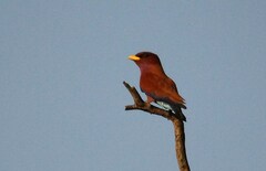 Eurystomus glaucurus