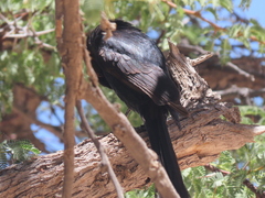 Dicrurus adsimilis apivorus