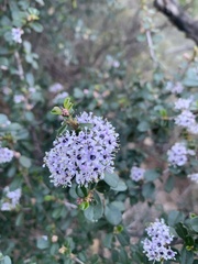 Ceanothus megacarpus